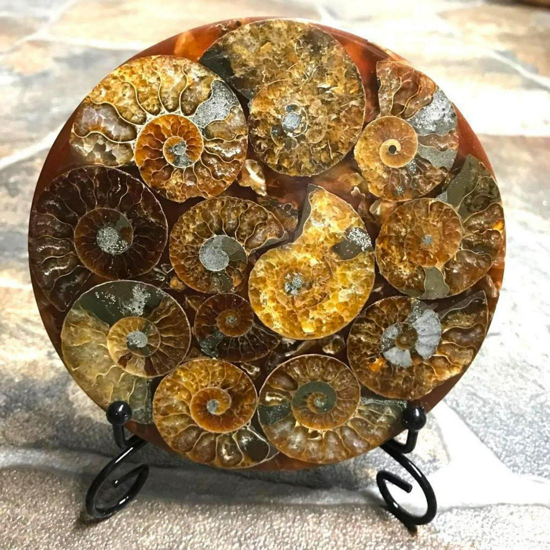 Natural Rare Ammonite Fossil Conch Display: Natural, rare ammonite fossil conch shell. Handmade, carved & polished round display specimen, with metal stand. 4 1/2" D. 7mm thick.