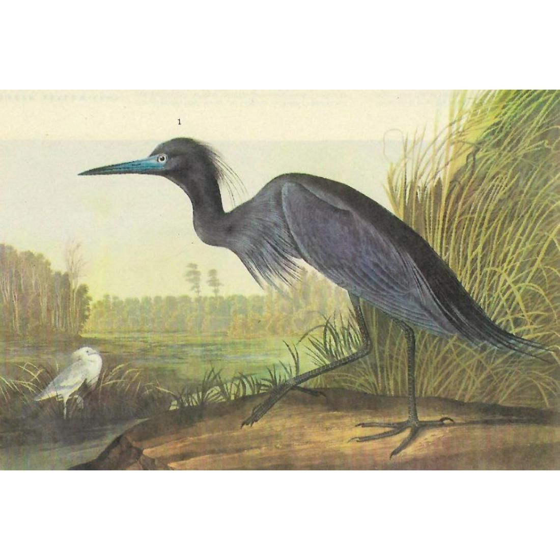 c1946 Audubon Print, #307 Little Blue Heron: John James Audubon, book plate print, # 307 Little Blue Heron, taken from a 1946 edition of "The Birds Of America." 8 1/2" X 11". Comes with 11" X 14" mat.
