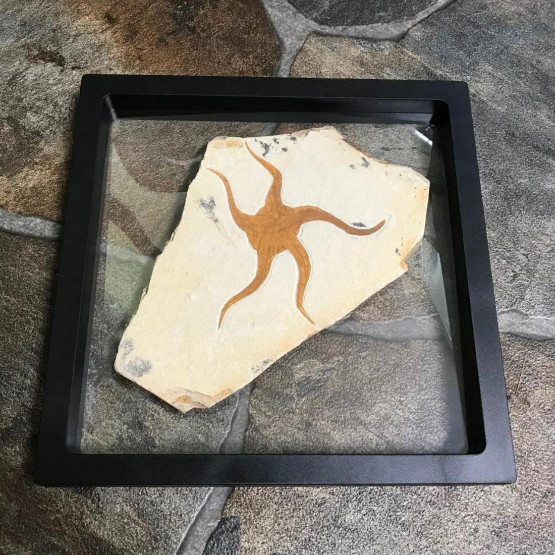 Prehistoric Starfish Fossil Specimen: Prehistoric ( 150 million years old ) from the Upper Jurassic Period, large size Starfish Fossil in matrix, Geocoma Carinata, from Morocco. 6" X 4 1/4" X 3/8" thick.