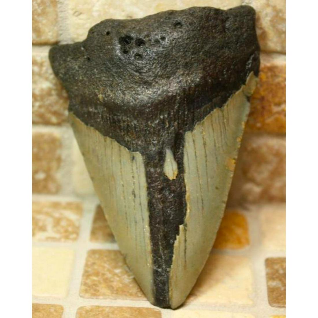 Prehistoric Megalodon Shark's Tooth: 3.33" Natural Prehistoric Megalodon shark's tooth, fossil, in unrestored condition, with dark gray enamel & black root gum. Recovered deep Atlantic, Eastern Seaboard. Beautiful display artifact.
