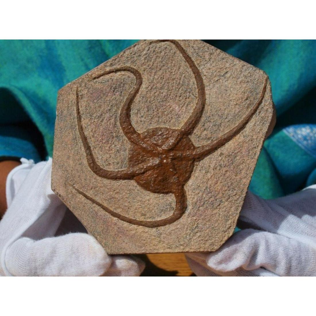 Large Prehistoric Starfish Fossil Specimen: Prehistoric ( 150 million years old ) from the Upper Jurassic Period, large size Starfish Fossil, Geocoma Carinata, from Morocco. 5" X 4 1/2" X 5/8" thick. Well defined display specimen.