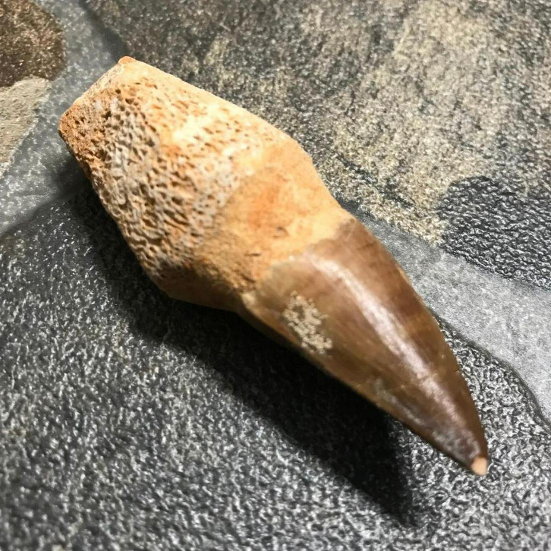 Large Prehistoric Mosasaur Fossil Tooth Specimen: Large size (2 3/4" L) Mosasaur dinosaur tooth fossil, specimen. Morocco origin fossil. Globidens Mosasaur: Mosasaurs are an extinct group of large marine dinosaurs that probably evolved from an extinc