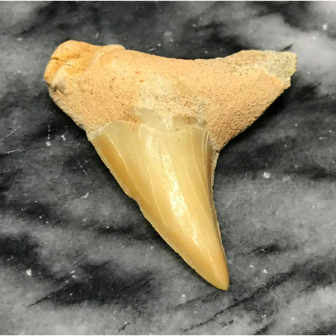 Prehistoric Otodus Fossil Shark Tooth: Prehistoric 60 million year old Otodus Fossil Shark Tooth, display specimen. 1 5/8" X 1 1/2". Comes with museum display case.