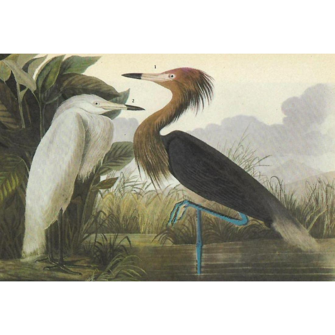 c1946 Audubon Print, #256 Reddish Egret (1 of 2)