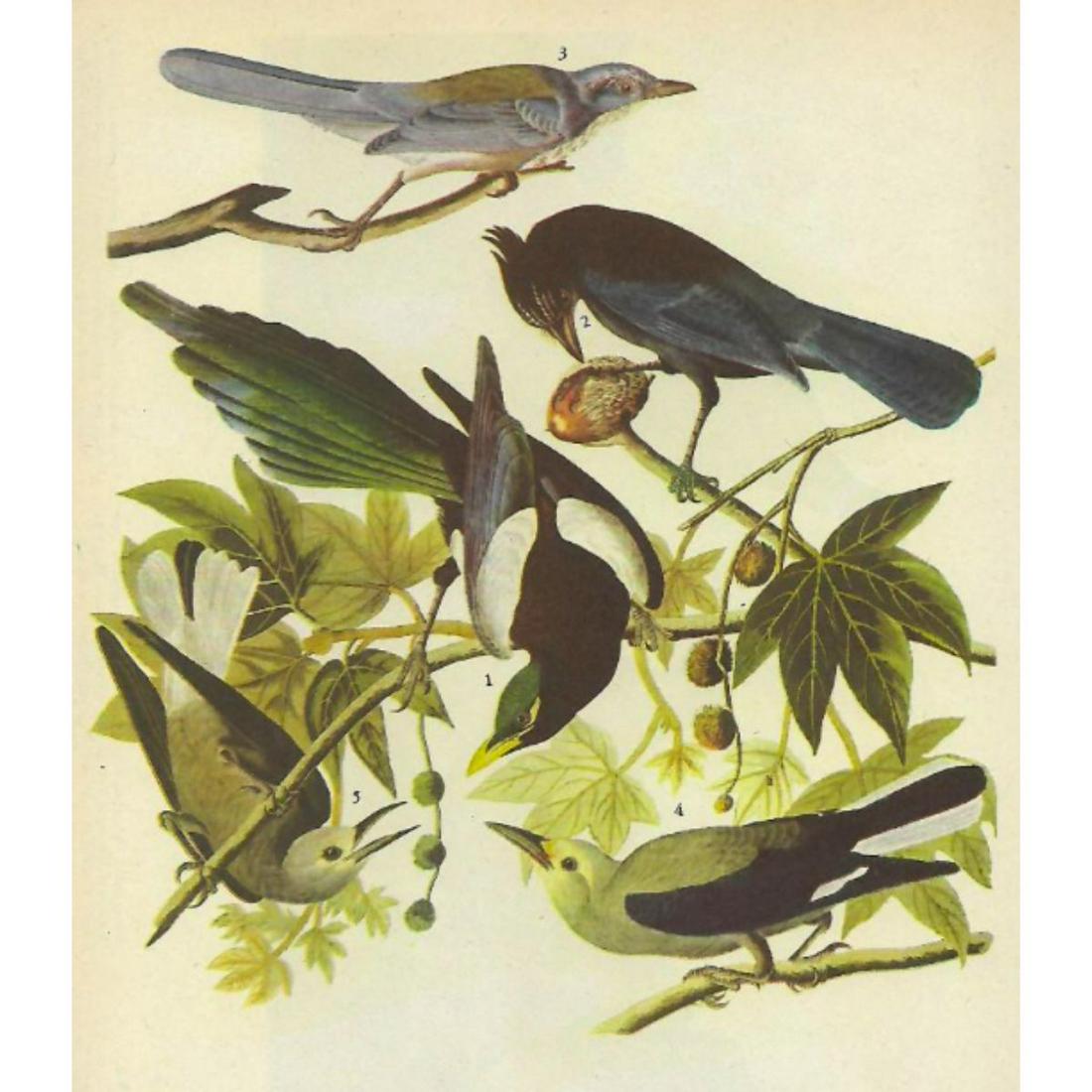 c1946 Audubon Print, #362 Four Western Corvids (1 of 2)