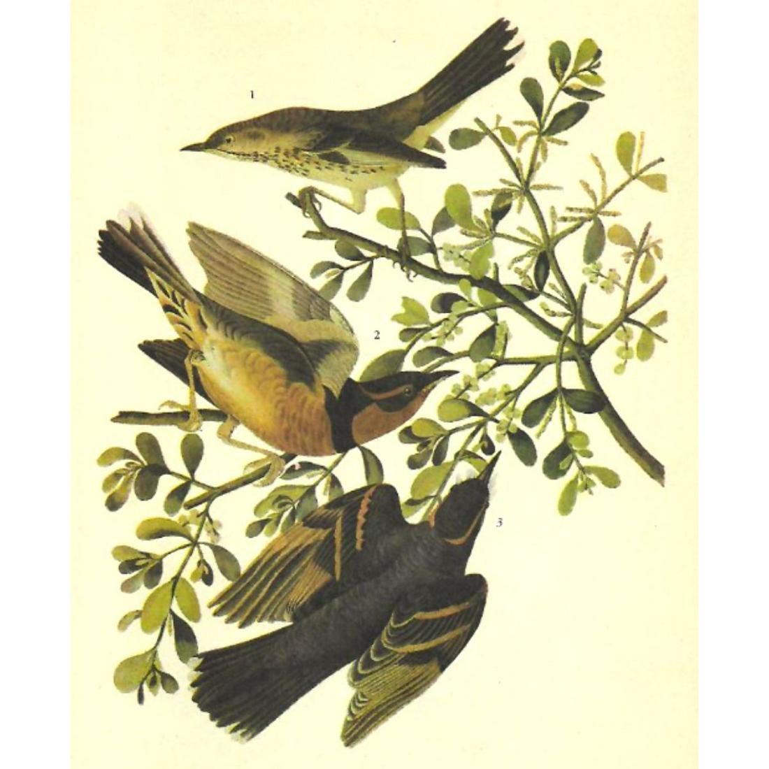c1946 Audubon Print, #369 Thrasher and Thrush (1 of 2)