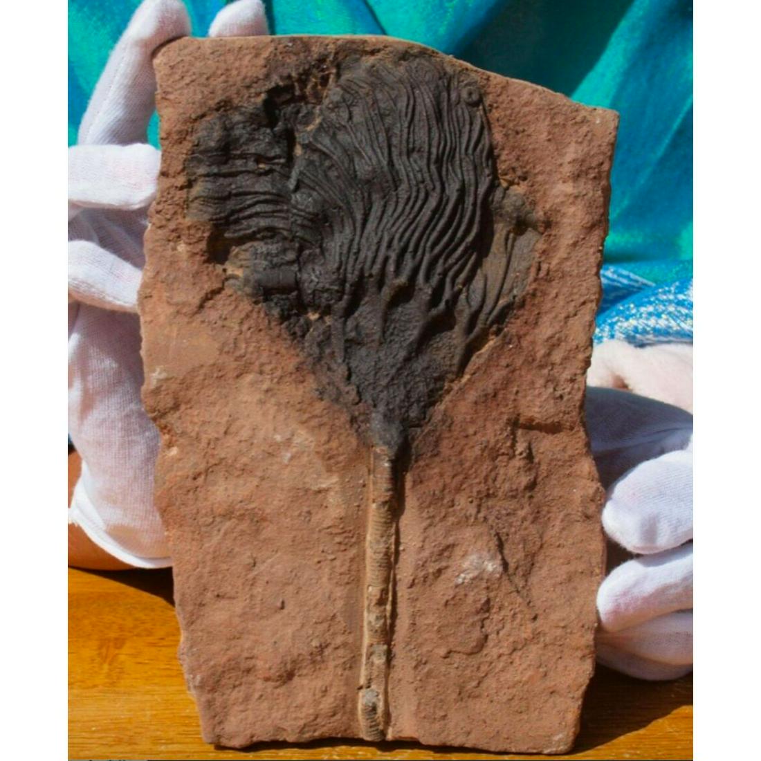 Rare Prehistoric Scyphocrinites Crinoid Fossil (1 of 4)