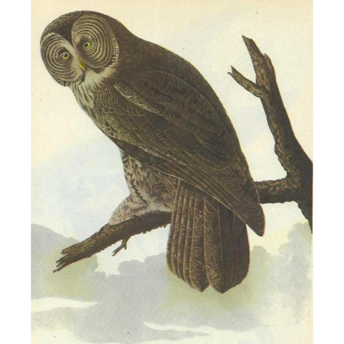 c1946 Audubon Print, #351 Great Gray Owl (1 of 2)