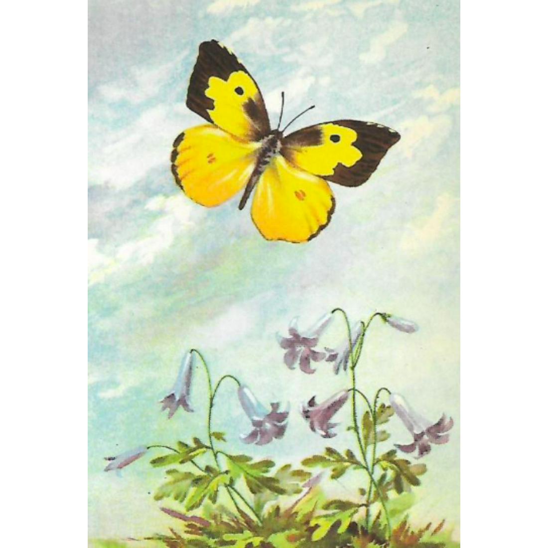 1920's Dog's Head Butterfly Color Lithograph Print: Dog's Head butterfly color lithograph print, from a 1926 edition of The Nature Library, Animals by Clarence M. Weed. 5" X 8".