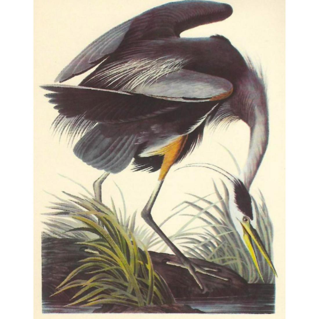 c1950 Audubon Print, Great Blue Heron: c1950 Audubon print, Great Blue Heron - vintage print, from the collection, " Audubon - Fifty Selections With Commentaries by Roger Tory Peterson". 9" X 12" print size. Comes with 11" X 14" mat board.