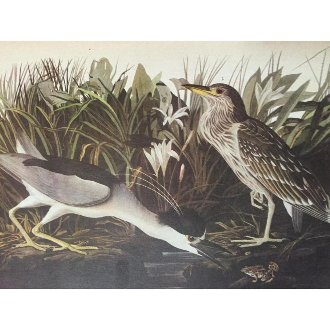 c1946 Audubon Print, #236 Black-Crowned Night Heron: John James Audubon, book plate print, from a 1946 edition of "The Birds Of America." # 236 Black-Crowned Night Heron. 8 1/2" X 11". Comes with 11" X 14" mat.