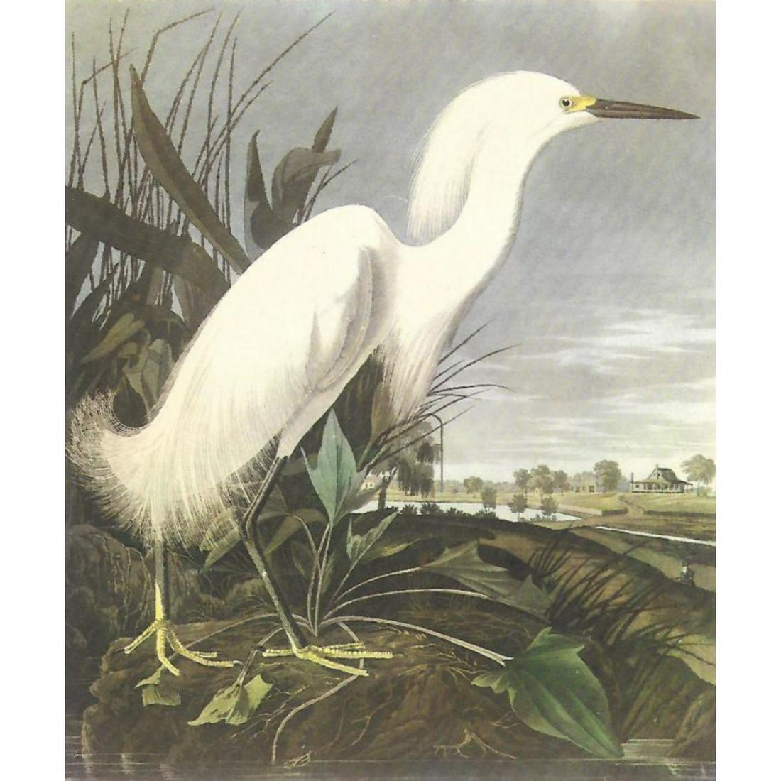 c1950 Audubon Print, Snowy Egret: c1950 Audubon print, Snowy Egret - vintage print, from the collection, " Audubon - Fifty Selections With Commentaries by Roger Tory Peterson". 9" X 12" print size. Comes with 11" X 14" mat board.