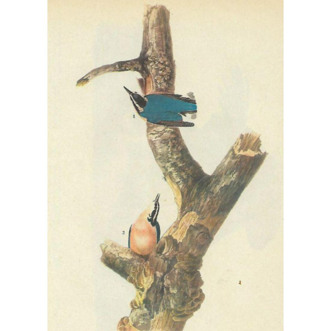 c1946 Audubon Print, #105 Red-Breasted Nuthatch (1 of 2)