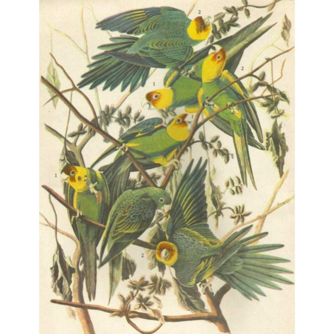 c1946 Audubon Print, #26 Carolina Paroquet (1 of 2)
