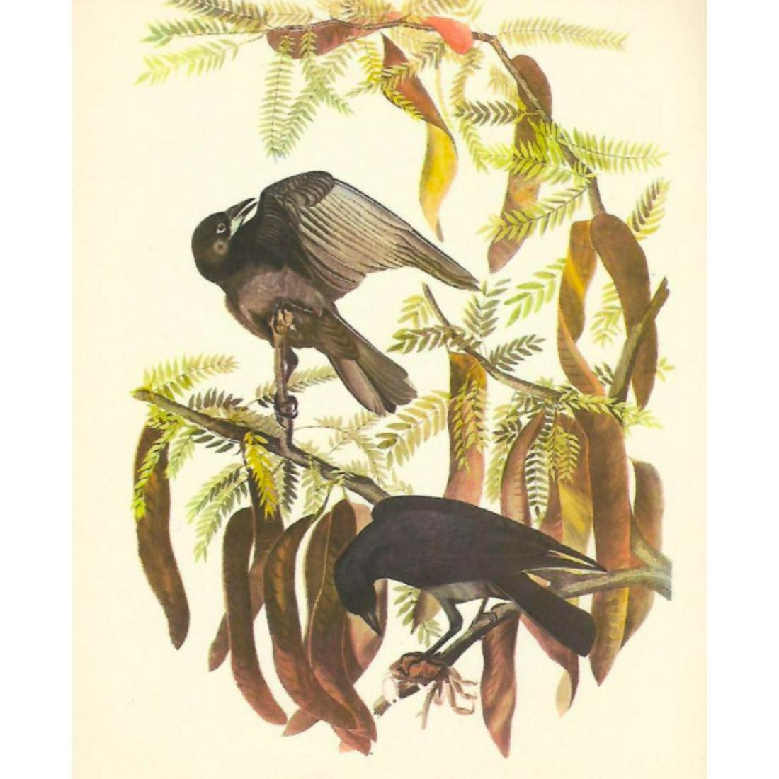 c1946 Audubon Print, #146 Fish Crow (1 of 2)