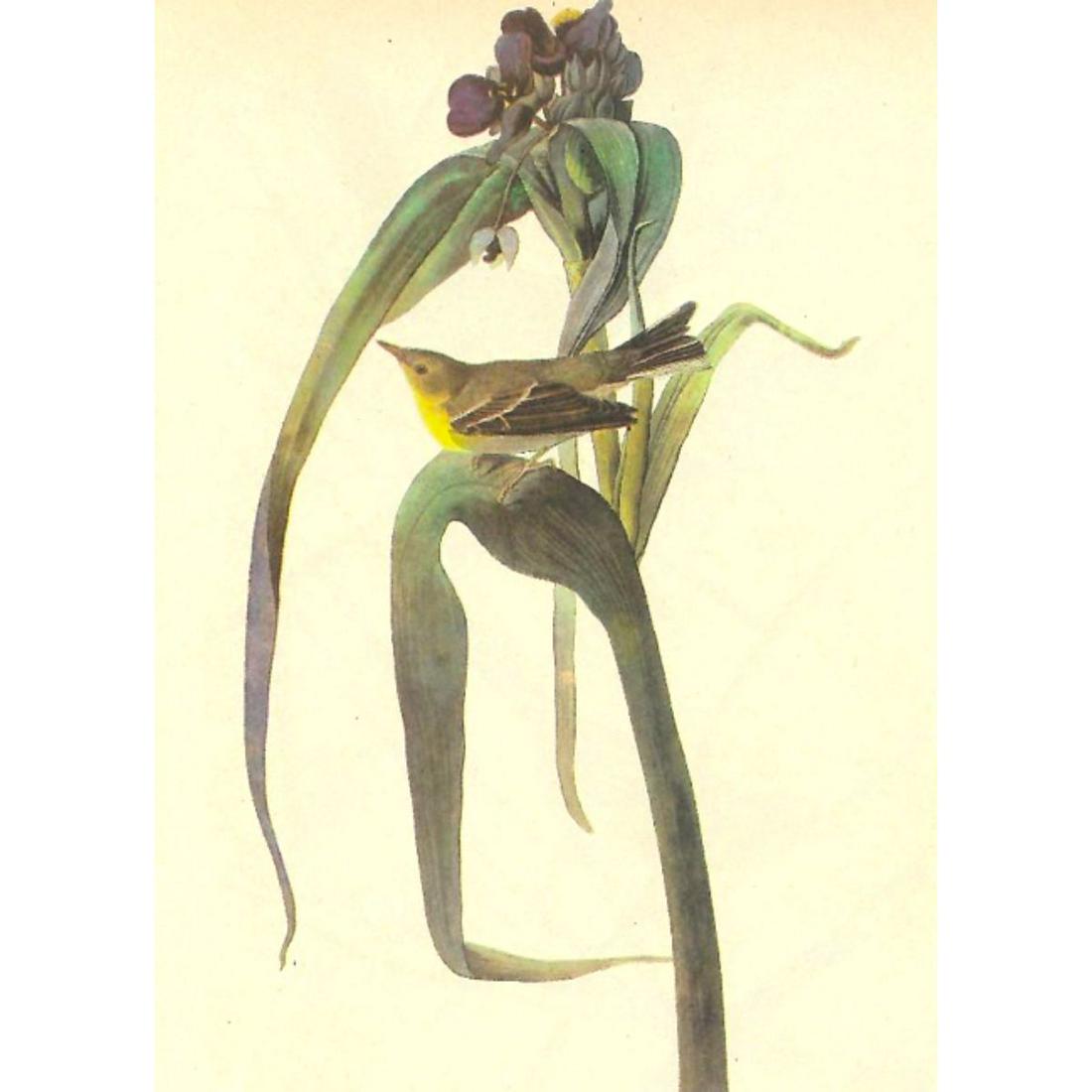 c1946 Audubon Print, #30 Pine Warbler (1 of 2)