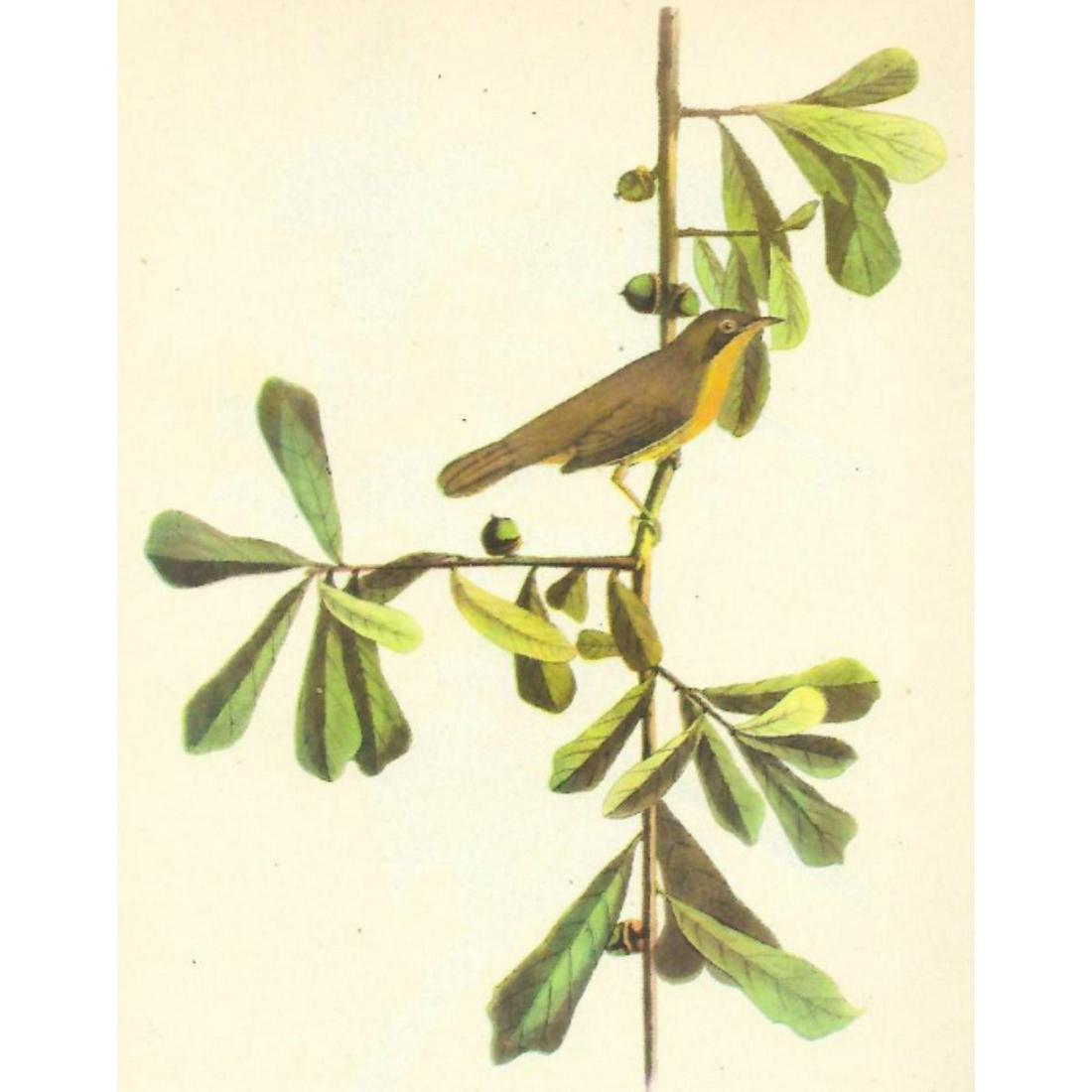 c1946 Audubon Print, #24 Maryland Yellow-Throat (1 of 2)
