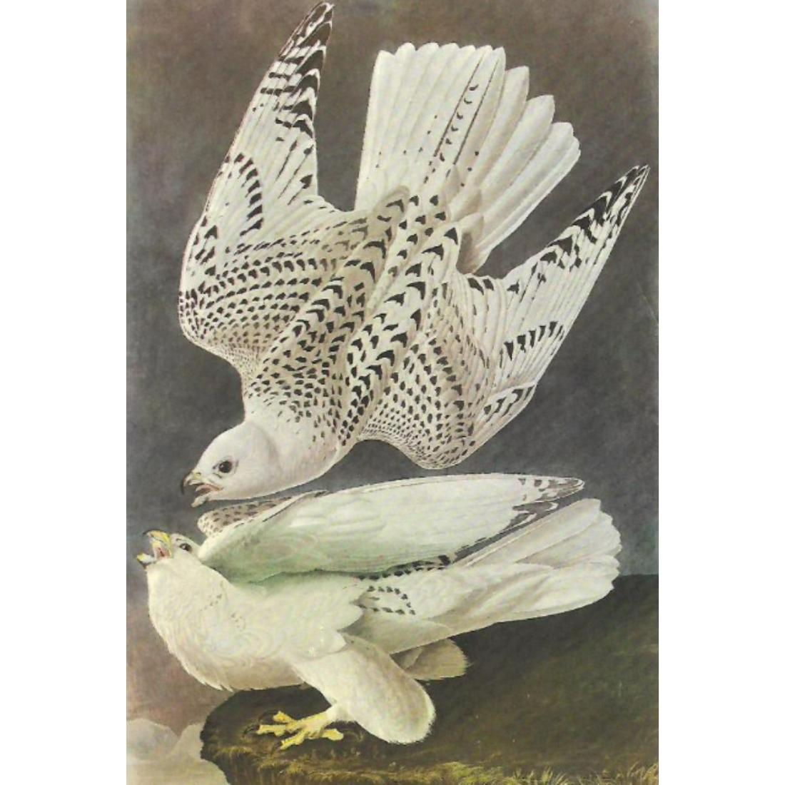 c1950 Audubon Print, White Gyrfalcon: c1950 Audubon print, White Gyrfalcon - vintage print, from the collection, " Audubon - Fifty Selections With Commentaries by Roger Tory Peterson". 9" X 12" print size. Comes with 11" X 14" mat board.