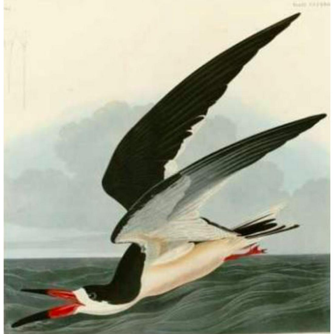 c1946 Audubon Print, #323 Black SKimmer (1 of 2)