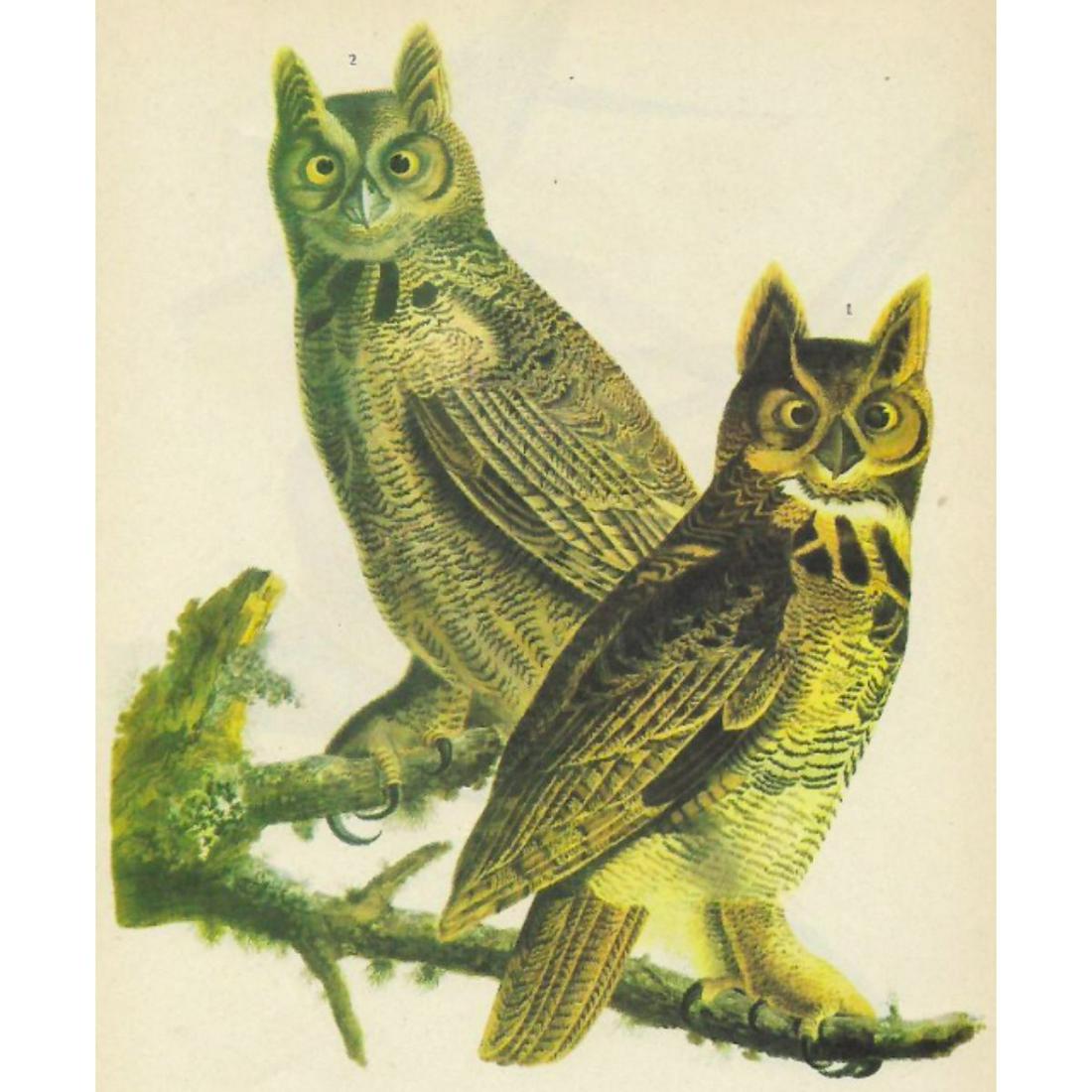 c1946 Audubon Print, #66 Great Horned Owl (1 of 2)