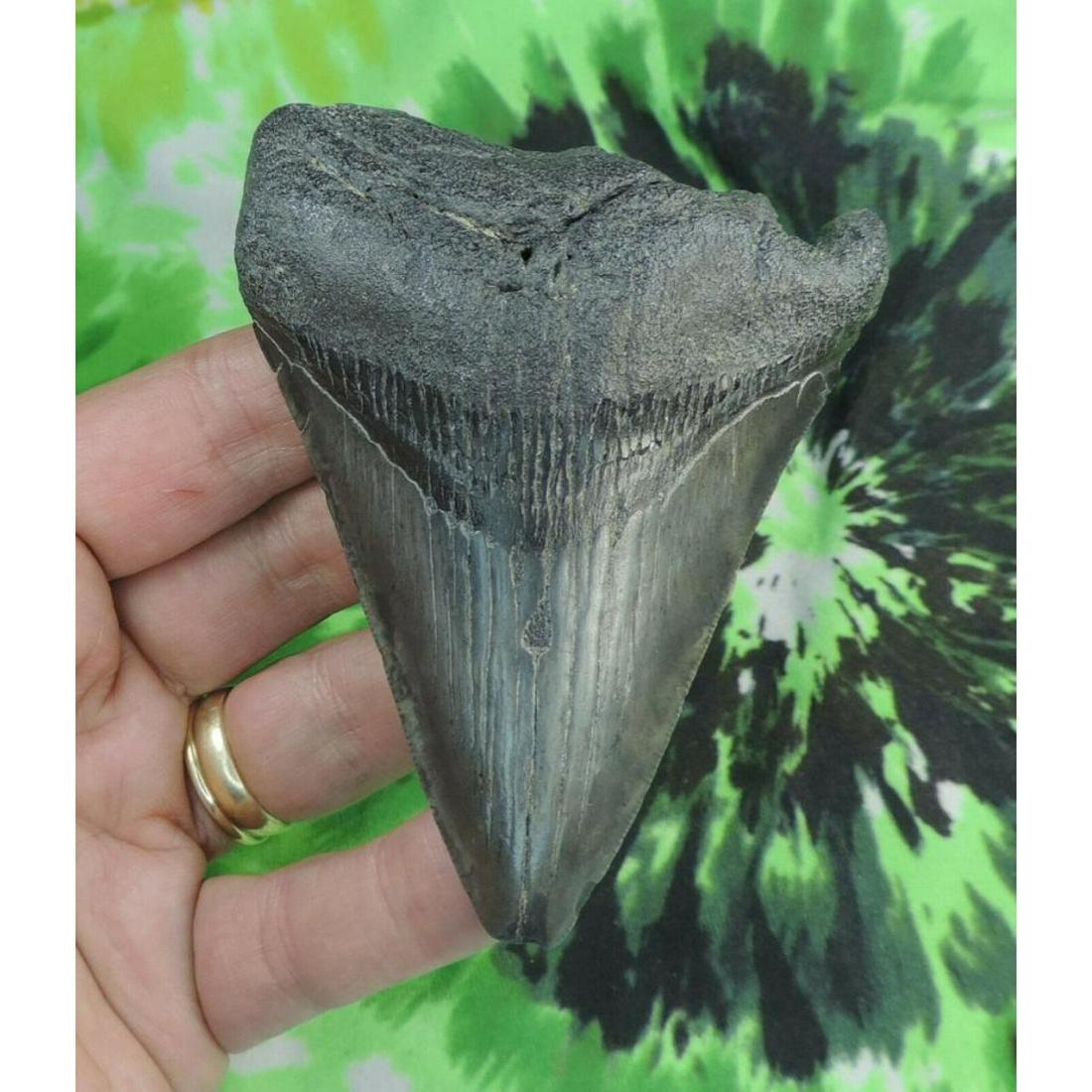 Prehistoric Megalodon Shark's Tooth Fossil: Prehistoric Megalodon Shark's Tooth display fossil. 3 3/4'' natural, unrestored fossil tooth, found in a South Carolina river. Millions of years ago, during the Miocene Time Period, the ocean was rava