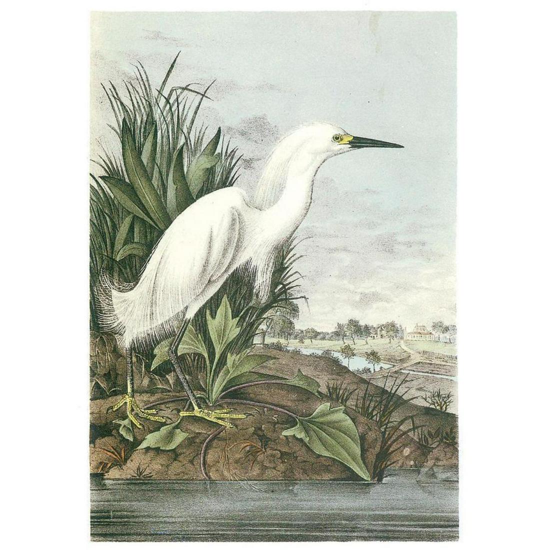 c1946 Audubon Print, #242 Snowy Egret (1 of 1)