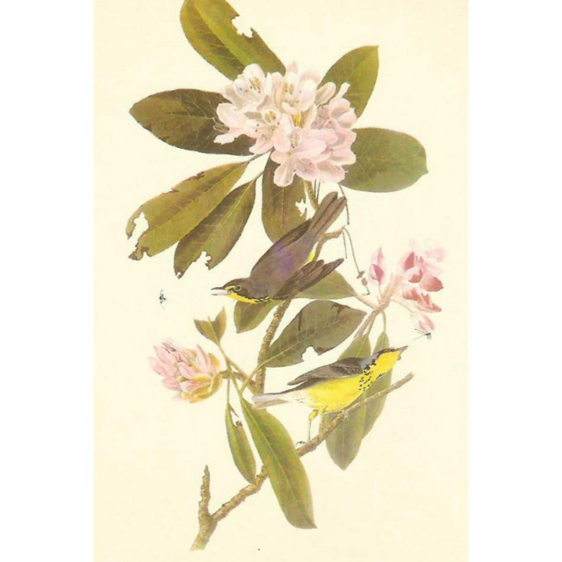 c1950 Audubon Print, Canadian Warbler: c1950 Audubon print, Canadian Warbler- vintage print, from the collection, " Audubon - Fifty Selections With Commentaries by Roger Tory Peterson". 9" X 12" print size. Comes with 11" X 14" mat board.