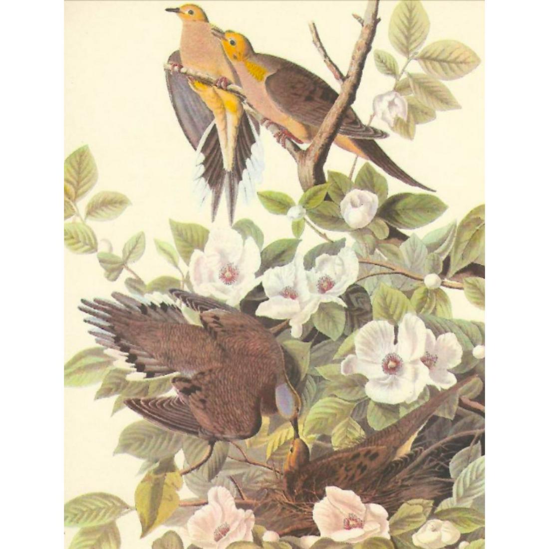 c1950 Audubon Print, Mourning Dove: c1950 Audubon print, Mourning Dove - vintage print, from the collection, "Audubon - Fifty Selections With Commentaries by Roger Tory Peterson". 9" X 12" print size. Comes with 11" X 14" mat board.