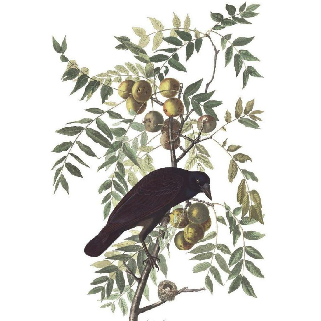 c1946 Audubon Print, #156 Crow: John James Audubon, book plate print, # 156 Crow, taken from a 1946 edition of "The Birds Of America". 8 1/2" X 11 1/2". Comes with 11" X 14" mat.