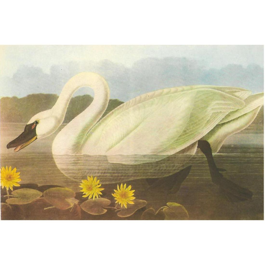 c1950 Audubon Print, Whistling Swan: c1950 Audubon print, Whistling Swan - vintage print, from the collection, " Audubon - Fifty Selections With Commentaries by Roger Tory Peterson". 9" X 12" print size. Comes with 11" X 14" mat board.