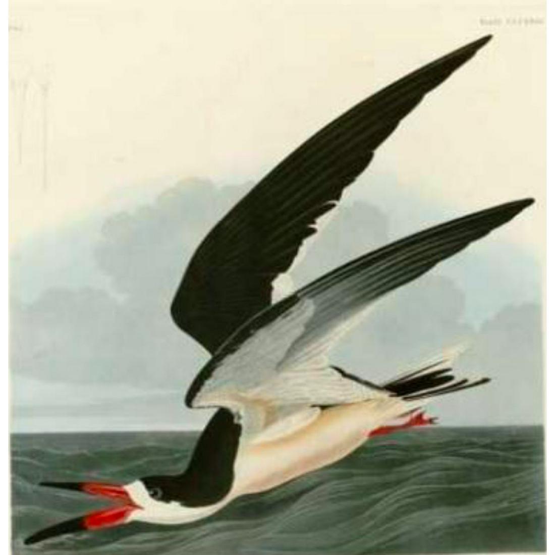 c1946 Audubon Print, #323 Black SKimmer: John James Audubon, book plate print, # Black Skimmer, taken from a 1946 edition of "The Birds Of America". 8 1/2" X 11 1/2". Comes with 11" X 14" mat.