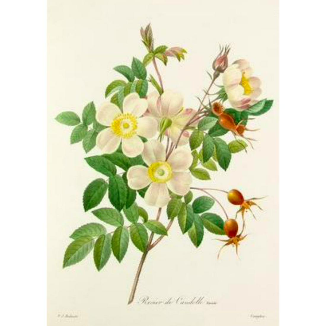 After Pierre-Jospeh Redoute, Floral Print, #130 Rosier: Modern print, after Pierre-Joseph Redoute ( French 1759-1840 ) Original Redoute stipple engravings with hand-coloring bring thousands of dollars per print. This modern re-print was created in the 1980
