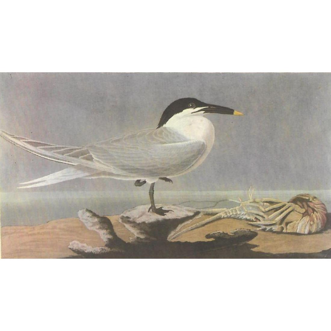 c1946 Audubon Print, #279 Cabot's Tern: John James Audubon, book plate print, #279 Cabot's Tern, taken from a 1946 edition of "The Birds Of America". 8 1/2" X 11 1/2". Comes with 11" X 14" mat for framing.
