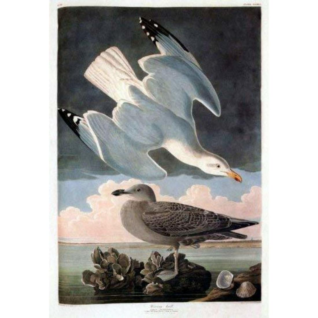 c1946 Audubon Print, #291 Herring Gull: John James Audubon, book plate print, # 291 Herring Gull, taken from a 1946 edition of "The Birds Of America". 8 1/2" X 11 1/2". Comes with 11" X 14" mat.
