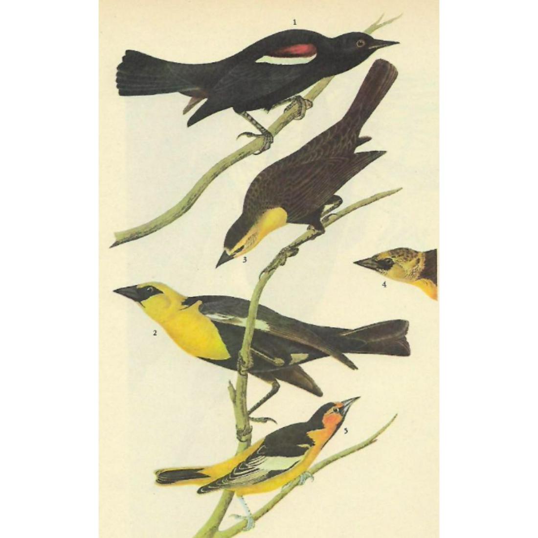 c1946 Audubon Print, #388 Three Icterids: John James Audubon, book plate print, # 388 Three Icterids, taken from a 1946 edition of "The Birds Of America." 8 1/2" X 11". Comes with 11" X 14" mat.