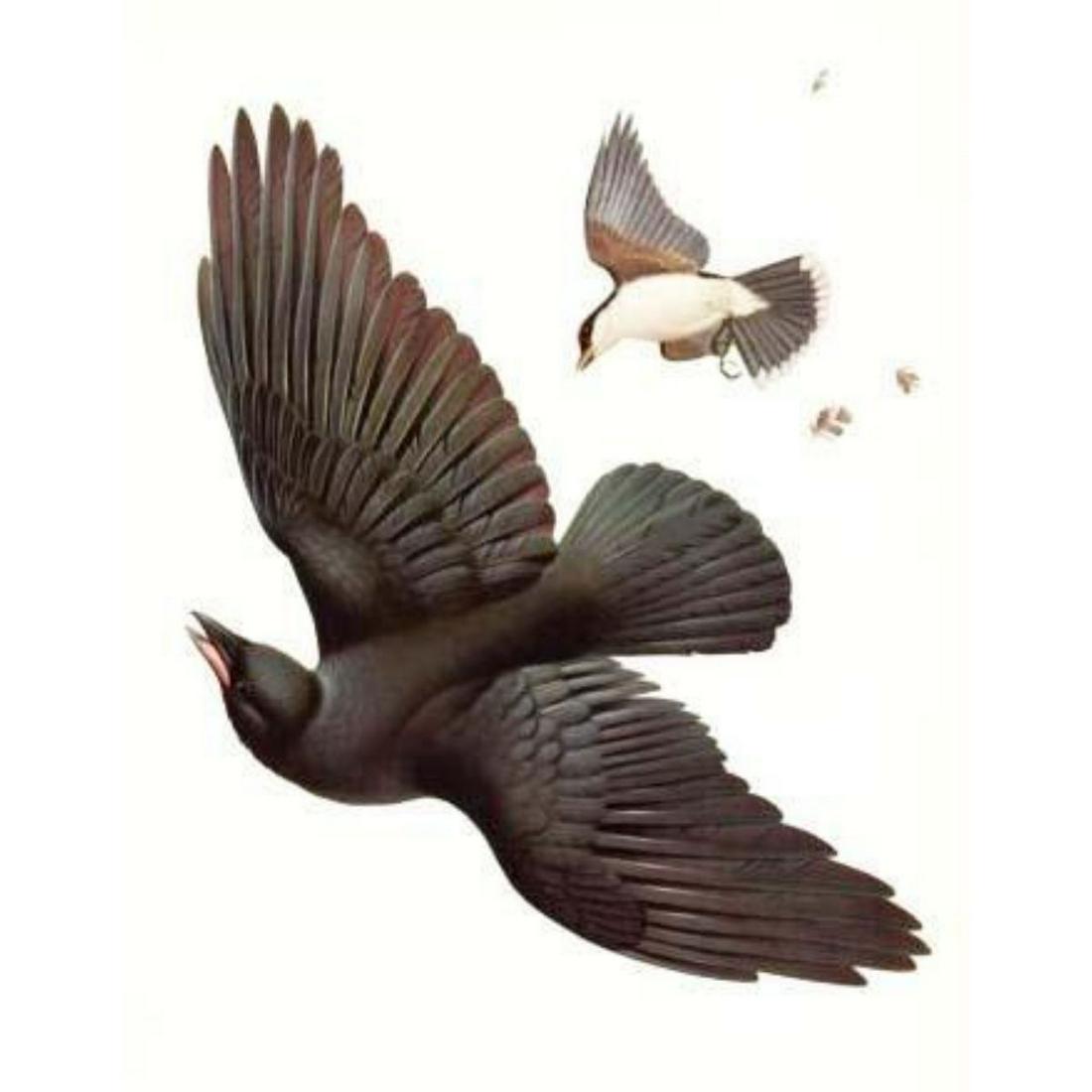 1950 Menaboni Print, Eastern Crow & Eastern Kingbird: Original 1950 book plate lithograph, Eastern Crow & Eastern Kingbird, by Athos Menaboni (Italy, Georgia 1895 - 1990 ) from "Menaboni's Birds". Approx 9" X12". Comes with 11" X 14" mat. Considered by s