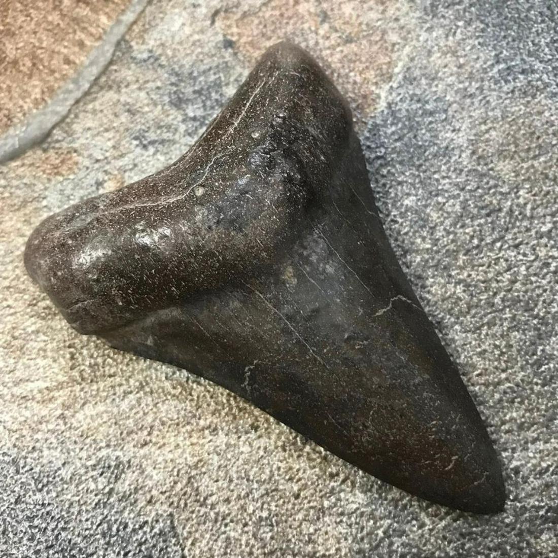 Extremely Rare, Megalodon "Swallow" Shark's Tooth: Extremely Rare - prehistoric tooth fossil, from an extinct Megalodon Shark. A complete "swallow" tooth, smooth with no bourlette area & almost no enamel. Condition due to the shark swallowing this too