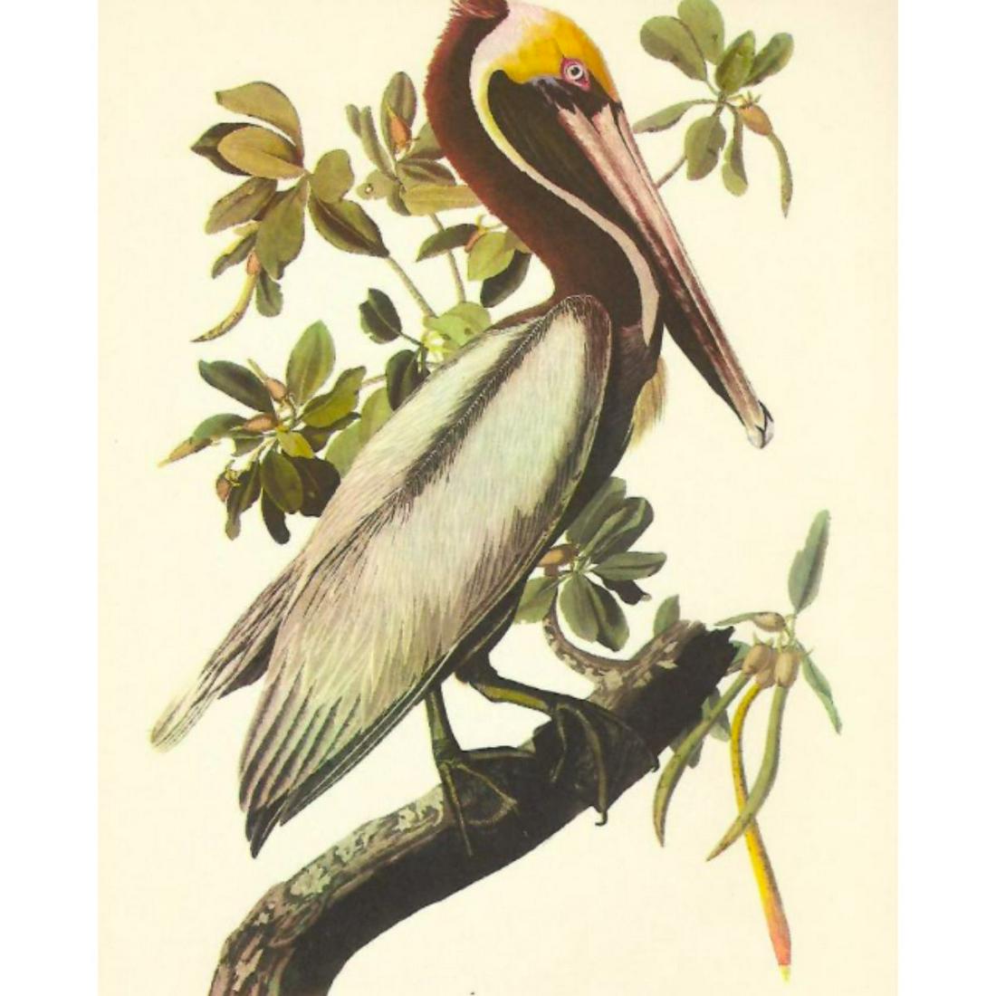 c1950 Audubon Print, Brown Pelican: c1950 Audubon print, Brown Pelican - vintage print, from the collection, " Audubon - Fifty Selections With Commentaries by Roger Tory Peterson". 9" X 12" print size. Comes with 11" X 14" mat board.