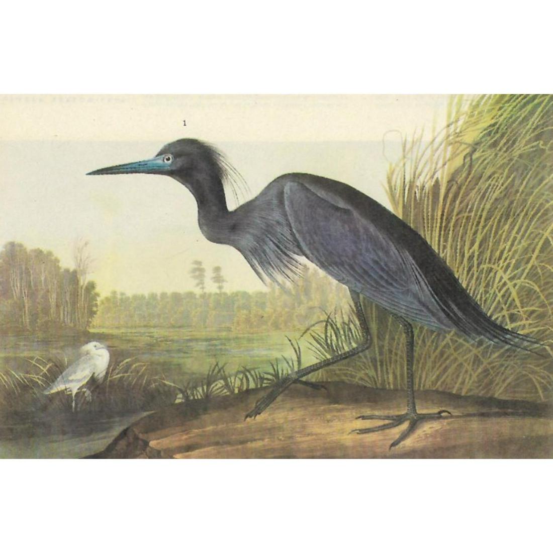 c1946 Audubon Print, #307 Little Blue Heron: John James Audubon, book plate print, # 307 Little Blue Heron, taken from a 1946 edition of "The Birds Of America." 8 1/2" X 11". Comes with 11" X 14" mat.