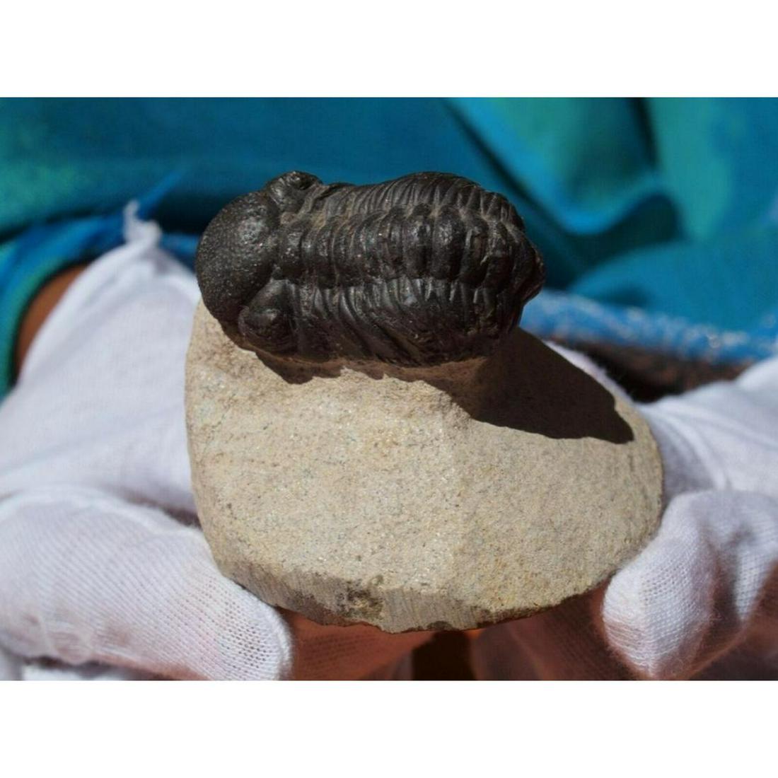 High Detail Drotops Megalomanicus Trilobite Fossil: High detail, prehistoric ( 400 million years old ) Drotops Megalomanicus Trilobite fossil from the Atlas Mountains, Morocco. Many hours of quality paleontologist restoration work shows in this fossil.