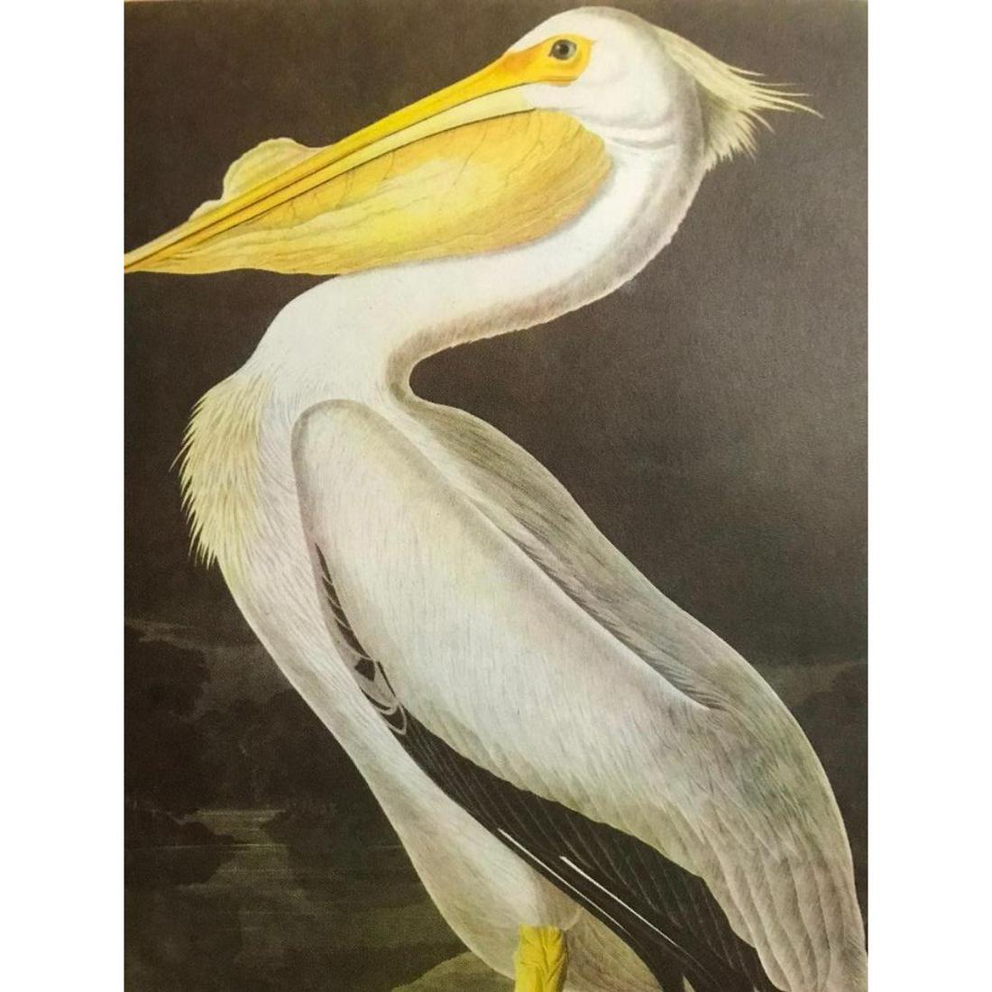c1946 Audubon Print, #311 White Pelican (1 of 2)