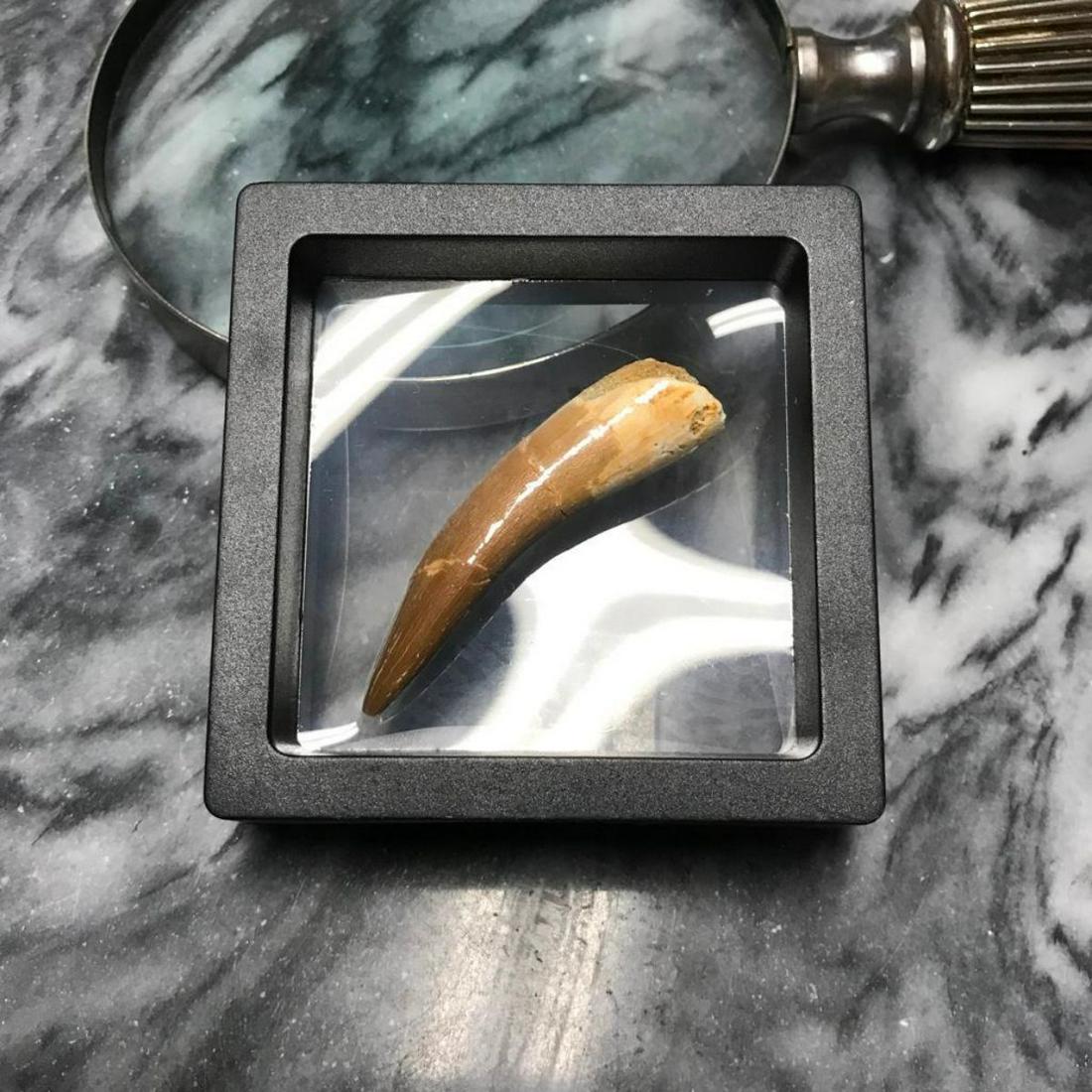 Rare Prehistoric Zarafasaura Dinosaur Tooth: Rare & natural Zarafasaura Oceanis tooth fossil, from the late Cretaceous Era, 72 to 66 million years ago, quarried in the Oulad Abdoun Basin, Morocco. The tooth measures around 5.25cm or 2 1/16" at i