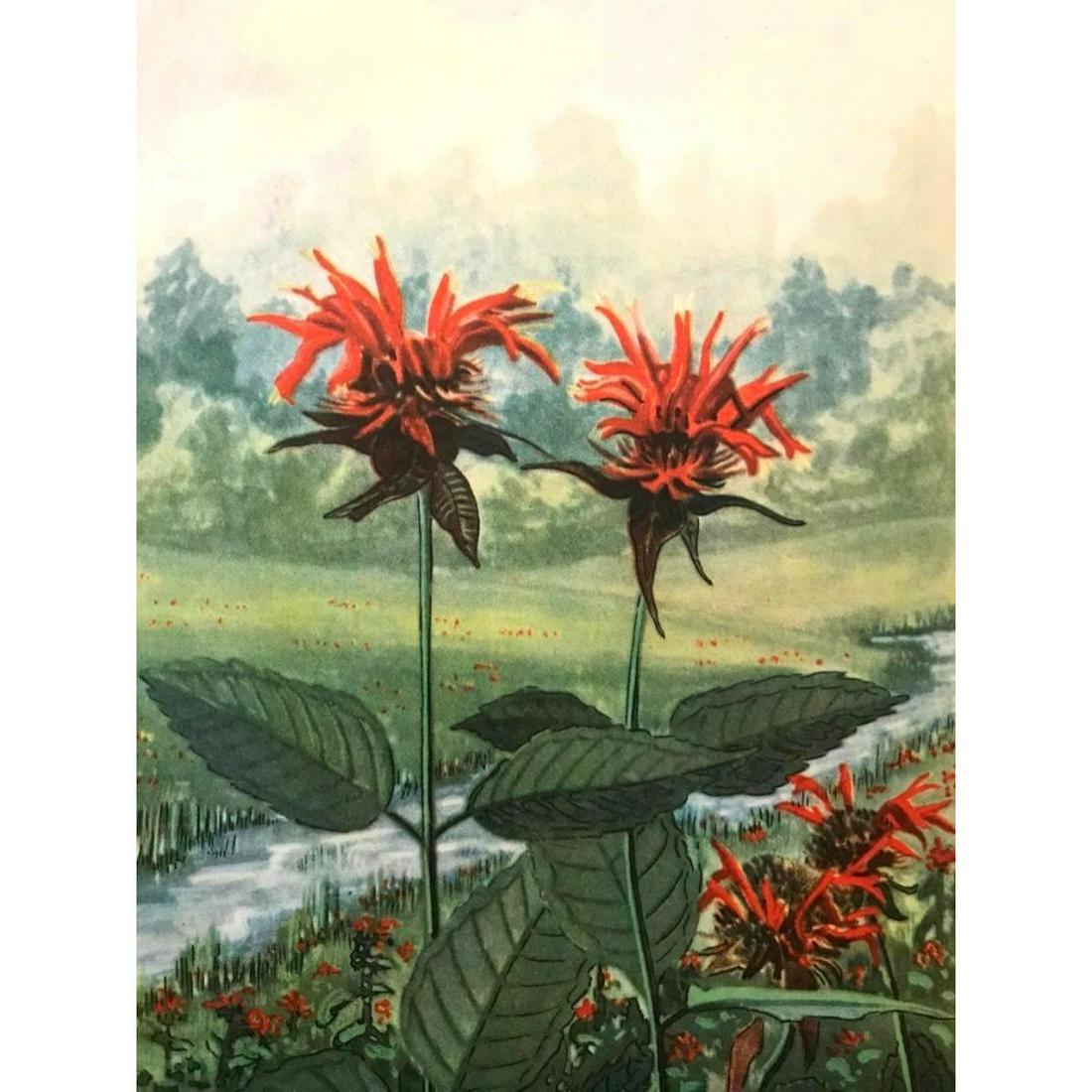 1920's Bee Balm Color Lithograph (1 of 2)