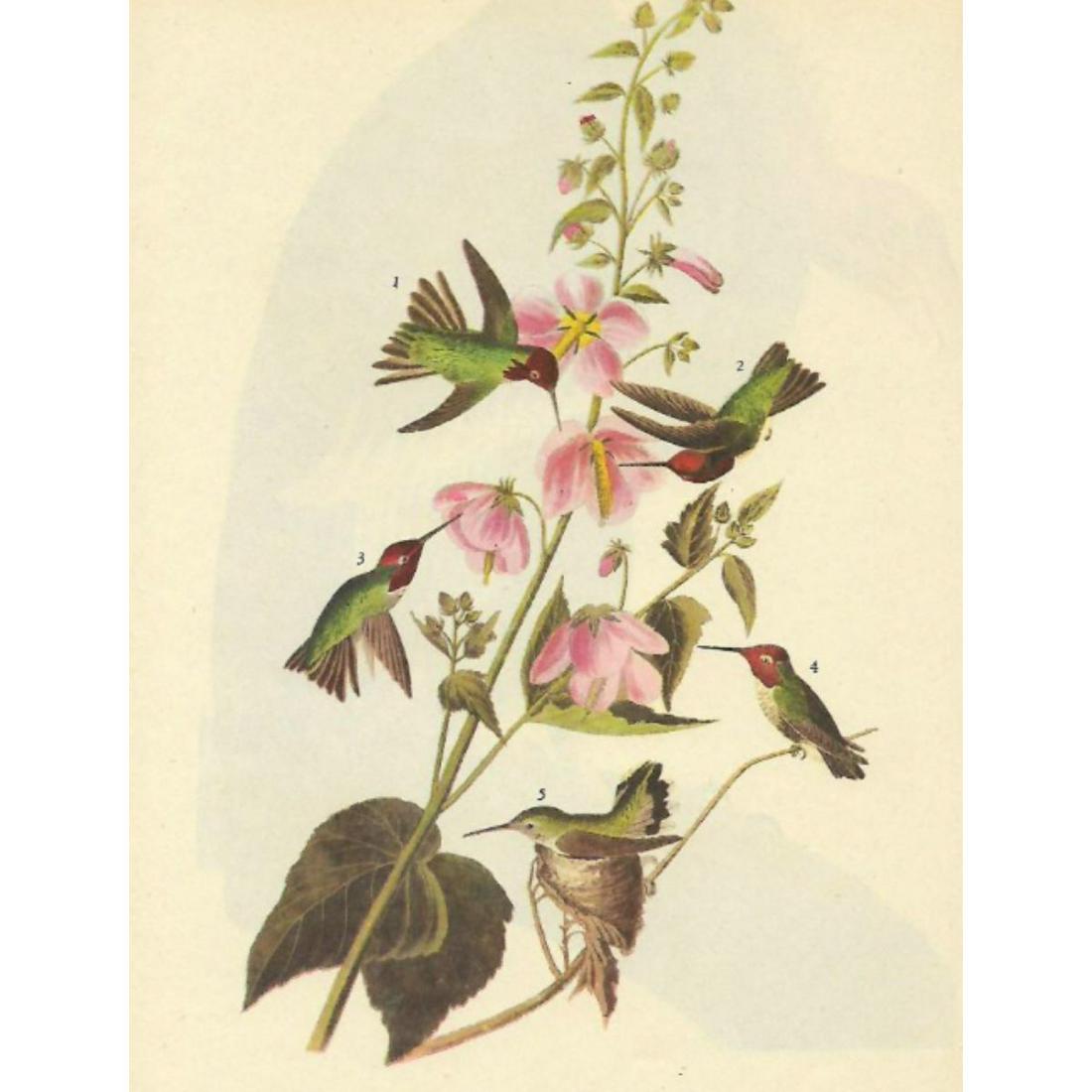 c1946 Audubon Print, #425 Anna's Hummingbird: John James Audubon, book plate print, # 425 Anna's Hummingbird, taken from a 1946 edition of "The Birds Of America." 8 1/2" X 11". Comes with 11" X 14" mat.