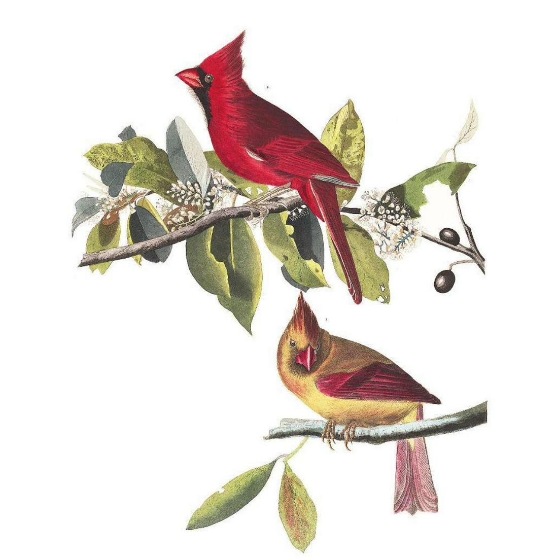 c1946 Audubon Print, #159 Cardinal: John James Audubon, book plate print, # 159 Cardinal, taken from a 1946 edition of "The Birds Of America". 8 1/2" X 11 1/2". Comes with 11" X 14" mat.