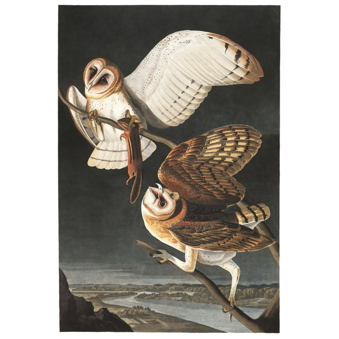 1946 Audubon Print, #171 Barn Owl: John James Audubon, book plate print, #171 Barn Owl, taken from a 1946 edition of "The Birds Of America". 8 1/2" X 11 1/2". Comes with 11" X 14" mat for framing.