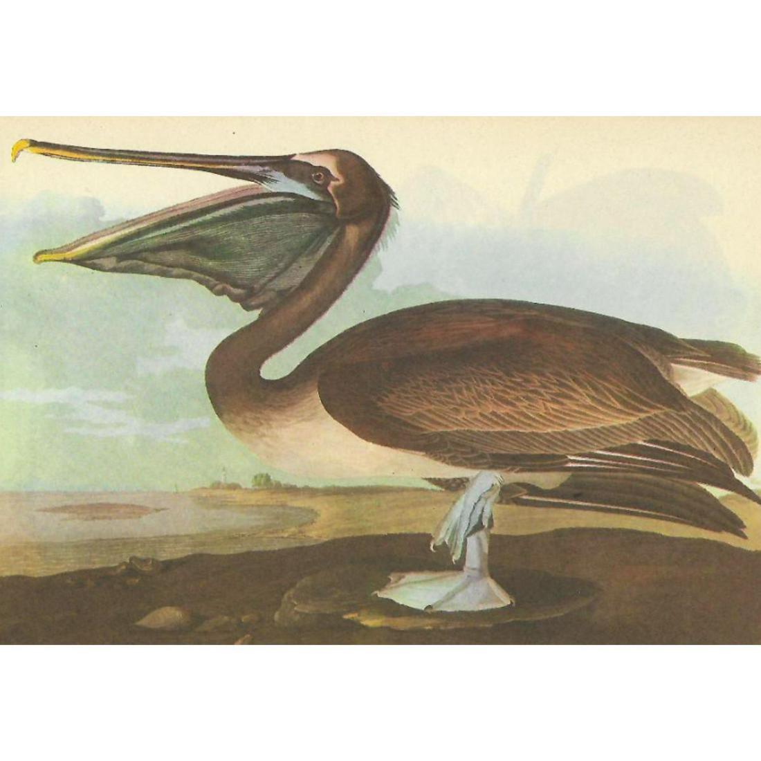 c1946 Audubon Print, #421 Brown Pelican: John James Audubon, book plate print, # 421 Brown Pelican, taken from a 1946 edition of "The Birds Of America." 8 1/2" X 11". Comes with 11" X 14" mat.