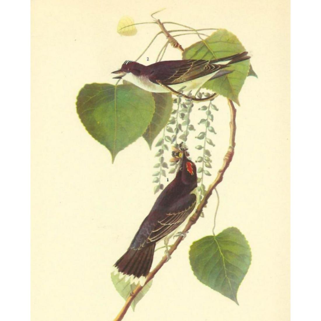c1946 Audubon Print, #79 Kingbird: John James Audubon, book plate print, # 79 Kingbird, taken from a 1946 edition of "The Birds Of America". 8 1/2" X 11 1/2". Comes with 11" X 14" mat.