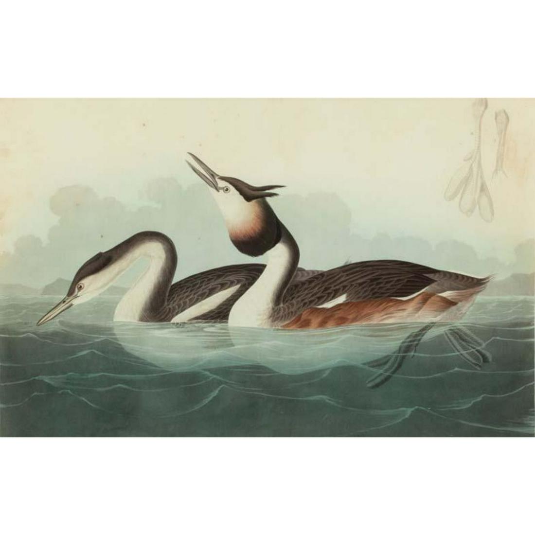 c1946 Audubon Print, # 292 Great-crested Grebe (1 of 1)