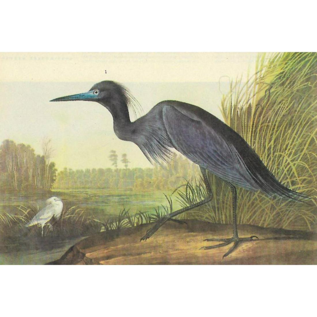 c1946 Audubon Print, #307 Little Blue Heron (1 of 2)